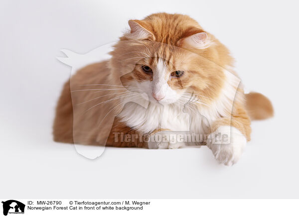 Norwegian Forest Cat in front of white background / MW-26790