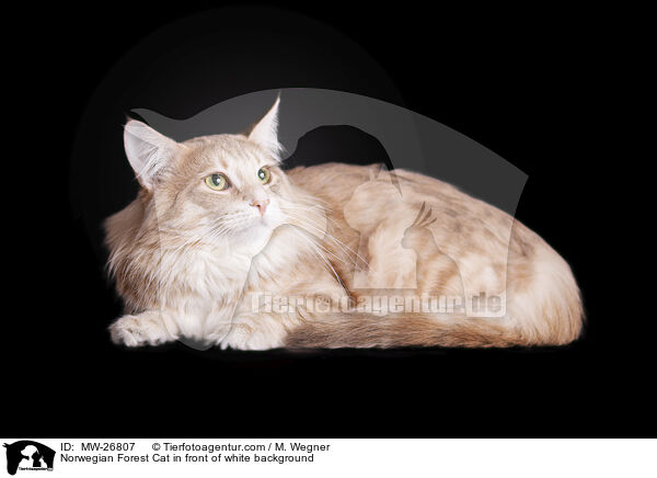 Norwegian Forest Cat in front of white background / MW-26807