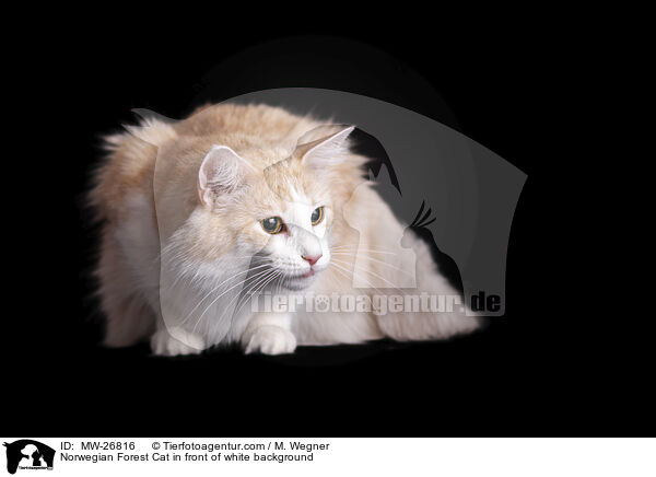Norwegian Forest Cat in front of white background / MW-26816