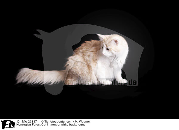 Norwegian Forest Cat in front of white background / MW-26817