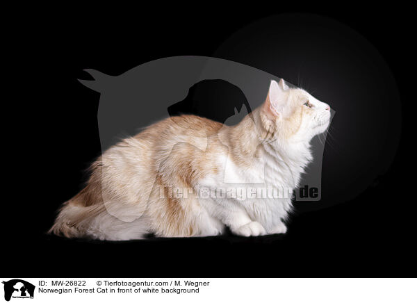 Norwegian Forest Cat in front of white background / MW-26822