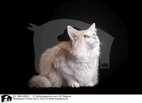 Norwegian Forest Cat in front of white background / MW-26823