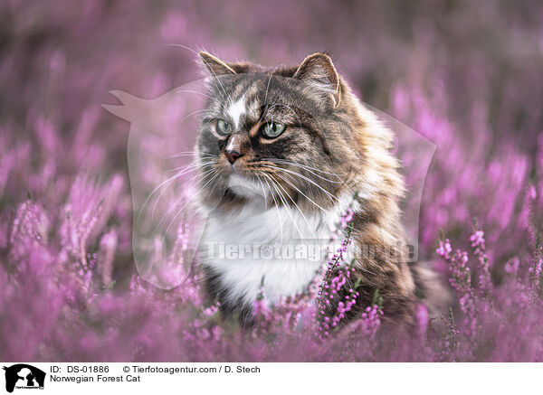 Norwegian Forest Cat / DS-01886