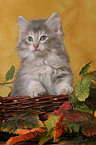 Norwegian Forest Kitten in basket