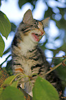 Norwegian Forest Kitten