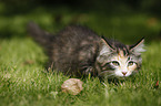 Norwegian Forest Kitten