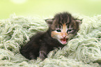 Norwegian Forest Cat Kitten
