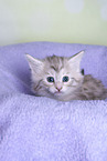 Norwegian Forest kitten