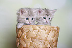 Norwegian Forest kittens