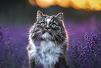 Norwegian Forest Cat