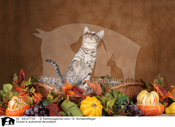 Ocicat in autumnal decoration / SS-07734