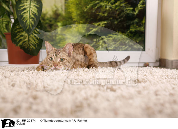 Ocicat / Ocicat / RR-20874