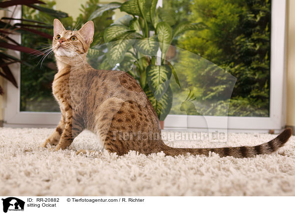 sitzende Ocicat / sitting Ocicat / RR-20882