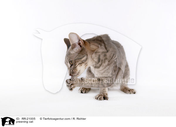sich putzende Katze / preening cat / RR-21005