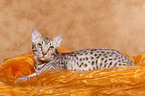 Ocicat tomcat