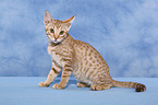 Ocicat Kitten