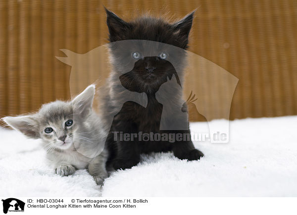 Oriental Longhair Kitten with Maine Coon Kitten / HBO-03044
