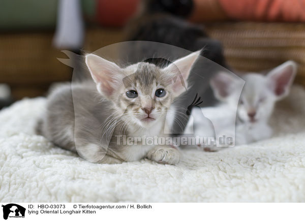 lying Oriental Longhair Kitten / HBO-03073