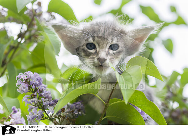 Oriental Longhair Kitten / HBO-03513