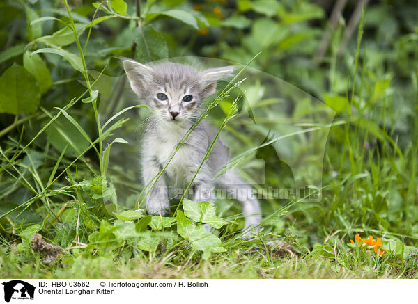 Orientalisch Langhaar Ktzchen / Oriental Longhair Kitten / HBO-03562