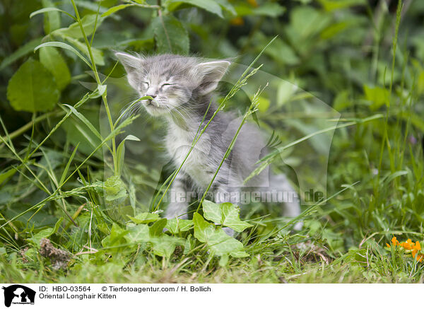 Orientalisch Langhaar Ktzchen / Oriental Longhair Kitten / HBO-03564