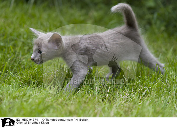 Oriental Shorthair Kitten / HBO-04574