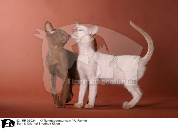 Siam & Oriental Shorthair Kitten / RR-03924