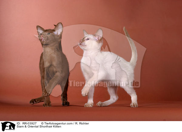 Siam & Orientalisch Kurzhaar Ktzchen / Siam & Oriental Shorthair Kitten / RR-03927