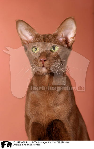 Orientalisch Kurzhaar Portrait / Oriental Shorthair Portrait / RR-03941