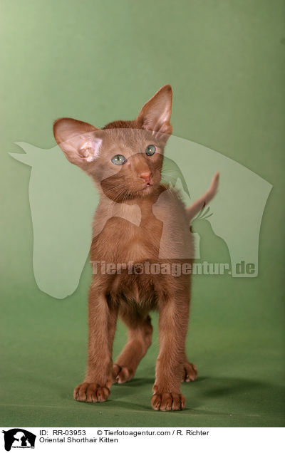 Orientalisch Kurzhaar Ktzchen / Oriental Shorthair Kitten / RR-03953