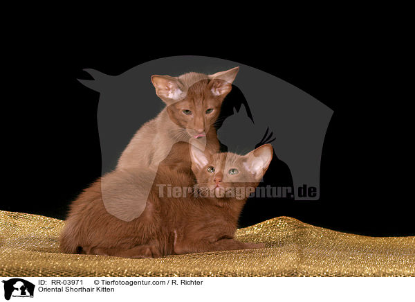 Orientalisch Kurzhaar Ktzchen / Oriental Shorthair Kitten / RR-03971