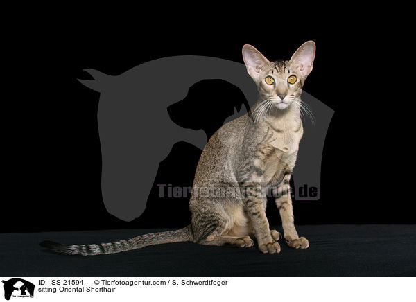 Orientalisch Kurzhaar / Oriental Shorthair / SS-21594