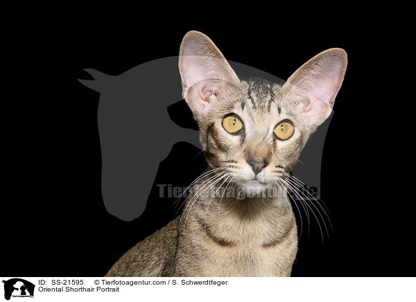 Orientalisch Kurzhaar Portrait / Oriental Shorthair Portrait / SS-21595