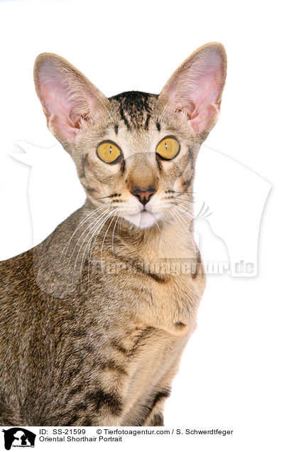 Orientalisch Kurzhaar Portrait / Oriental Shorthair Portrait / SS-21599