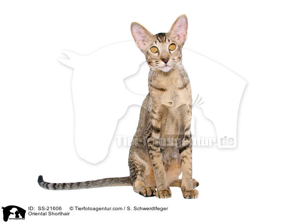 Orientalisch Kurzhaar / Oriental Shorthair / SS-21606