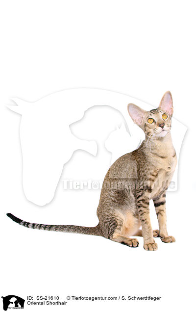 Orientalisch Kurzhaar / Oriental Shorthair / SS-21610