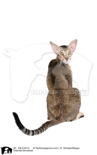 Orientalisch Kurzhaar / Oriental Shorthair / SS-21613