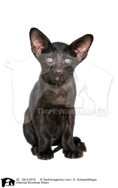 Orientalisch Kurzhaar Ktzchen / Oriental Shorthair Kitten / SS-21670