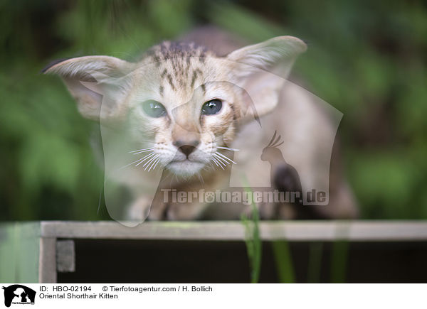 Oriental Shorthair Kitten / HBO-02194