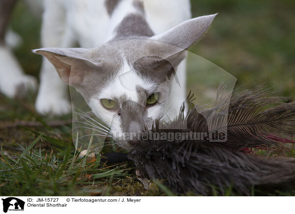 Orientalisch Kurzhaar / Oriental Shorthair / JM-15727