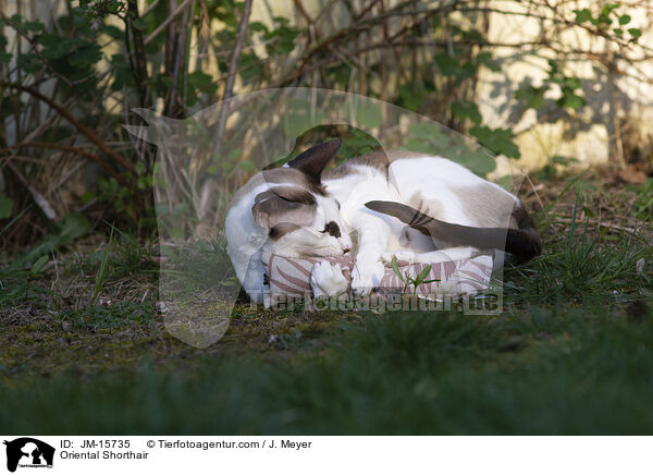 Orientalisch Kurzhaar / Oriental Shorthair / JM-15735