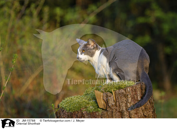 Orientalisch Kurzhaar / Oriental Shorthair / JM-15788