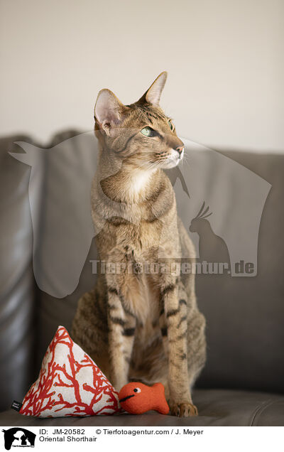 Orientalisch Kurzhaar / Oriental Shorthair / JM-20582