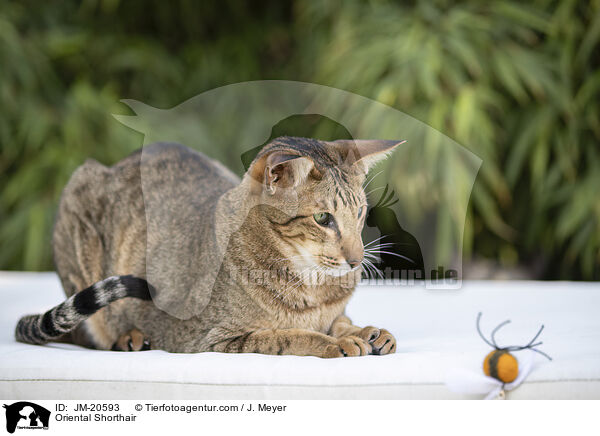 Orientalisch Kurzhaar / Oriental Shorthair / JM-20593