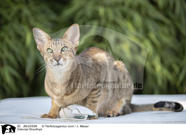 Orientalisch Kurzhaar / Oriental Shorthair / JM-20598