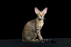 sitting Oriental Shorthair