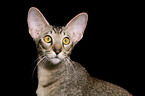 Oriental Shorthair Portrait