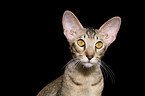 Oriental Shorthair Portrait