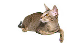 Oriental Shorthair