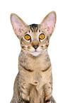 Oriental Shorthair Portrait